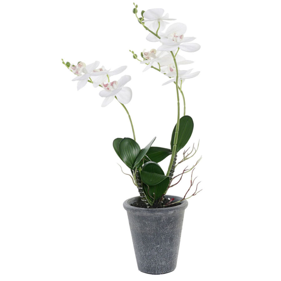 Planta orquídea blanco