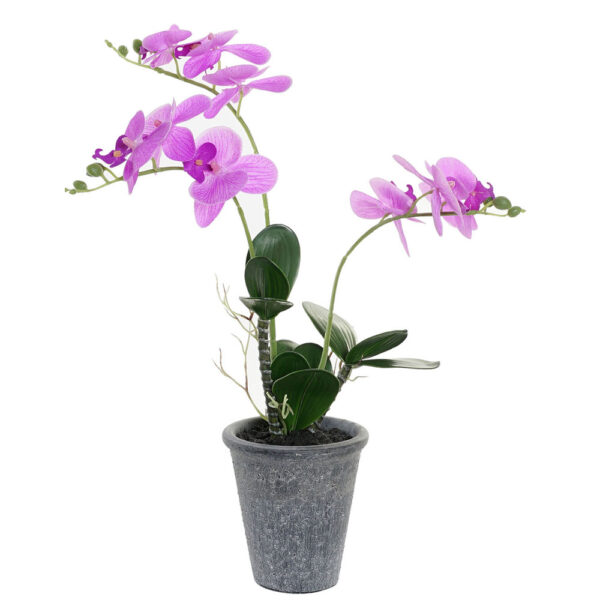 Planta orquídea rosa