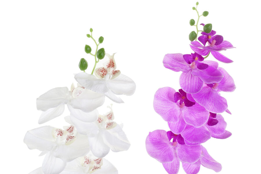 Planta orquídea rosa