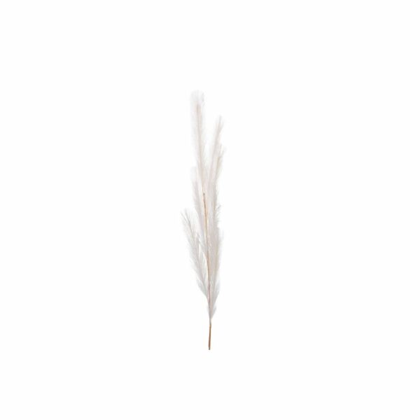 Plumero blanco