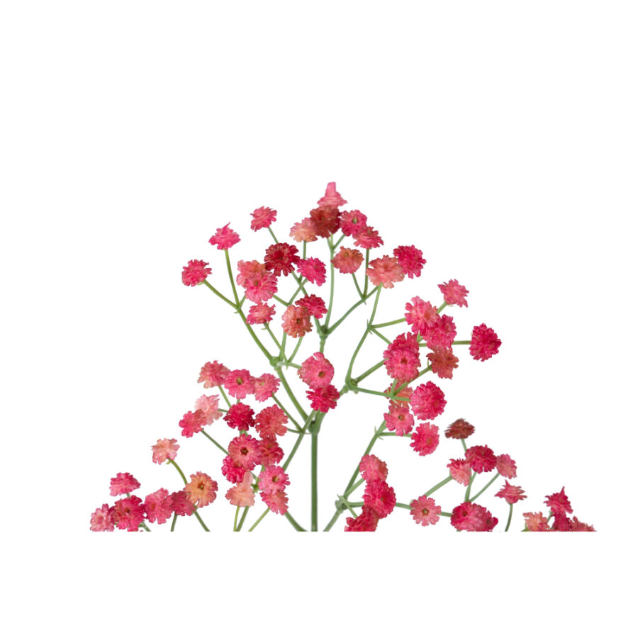 Paniculata en color rosa