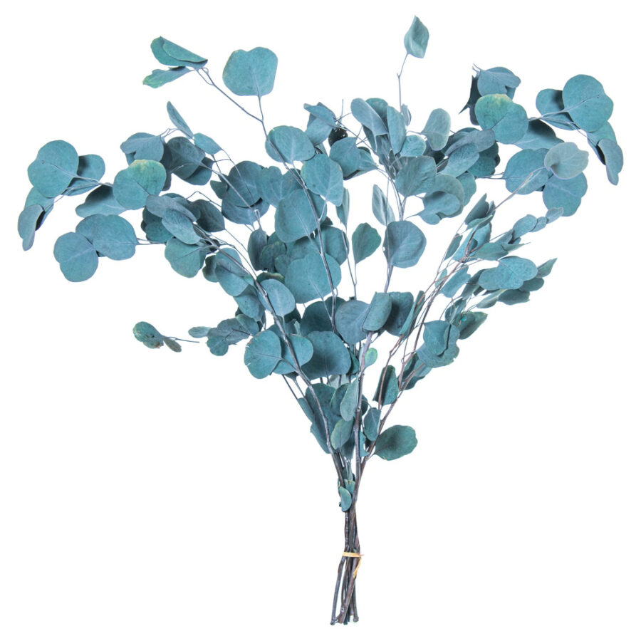 Ramo de hojas de eucalipto azul