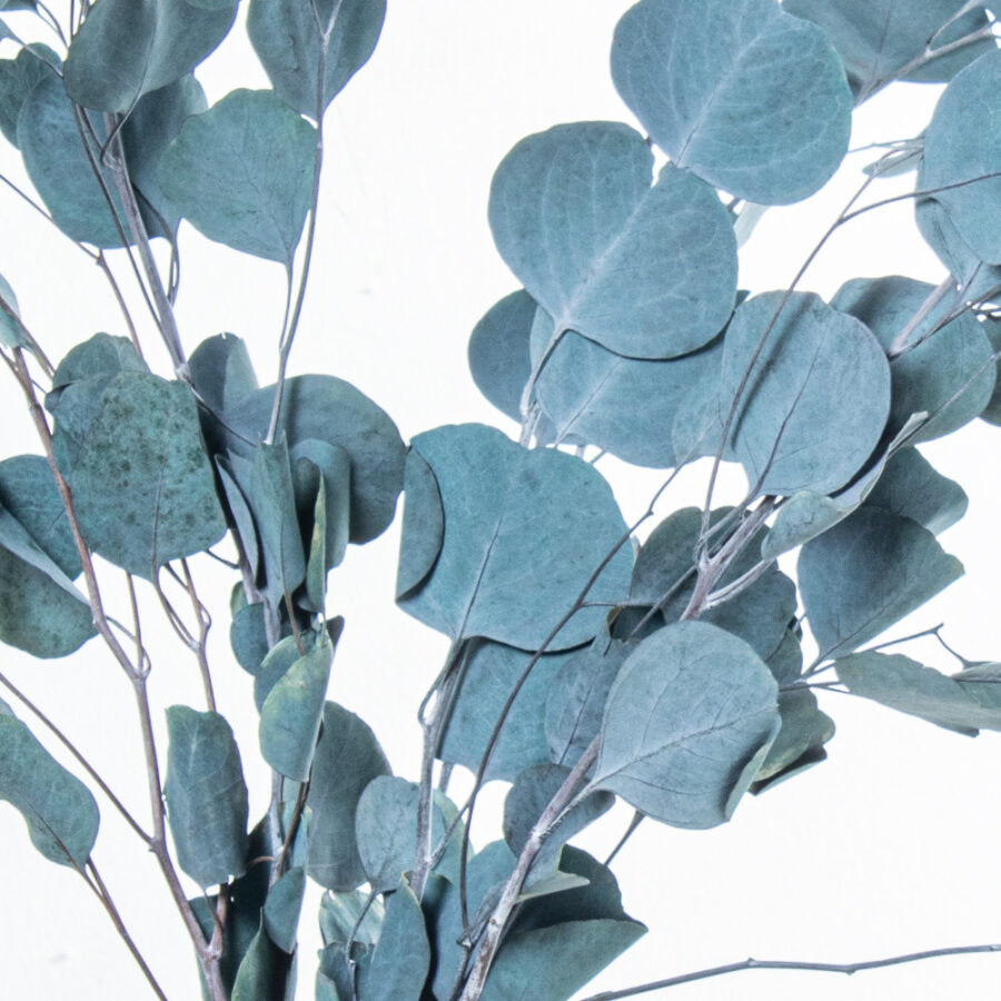 Ramo de hojas de eucalipto azul